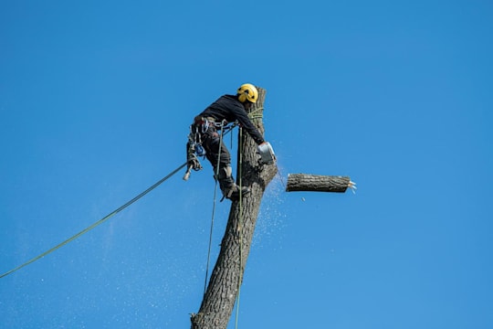 Photo de l'abattage par sections d'un arbre