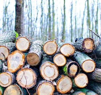 Photo d'une pile de bûches dans la forêt