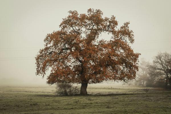 Préservation des arbres historiques