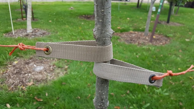 Soutien structurel et stabilisation d'un jeune arbre